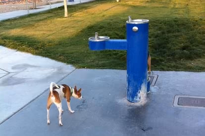 Dog parks in Las Vegas, Nevada, Nevada